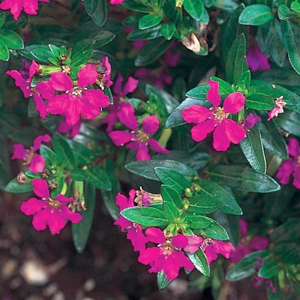 Cuphea Allyson Heather Bloom