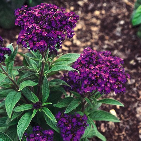Heliotrope Marine Bloom