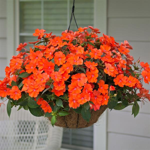 SunPatiens<sup>®</sup> Vigorous Corona Basket