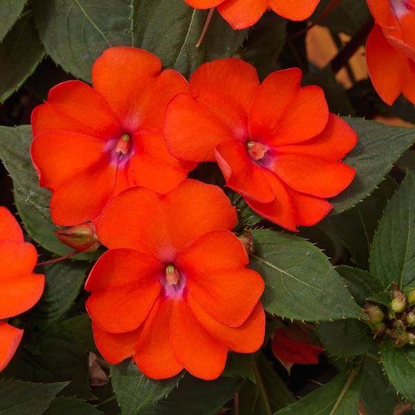 SunPatiens<sup>®</sup> Vigorous Corona Bloom