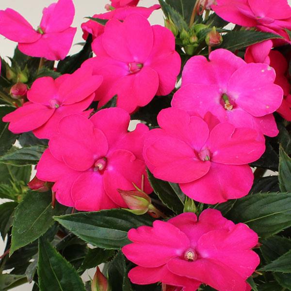 SunPatiens<sup>®</sup> Vigorous Rose Pink Bloom