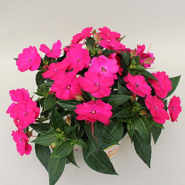 SunPatiens<sup>®</sup> Vigorous Rose Pink Container