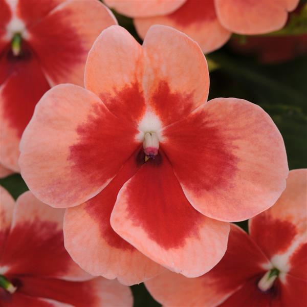 Patchwork™ Peach Prism Bloom