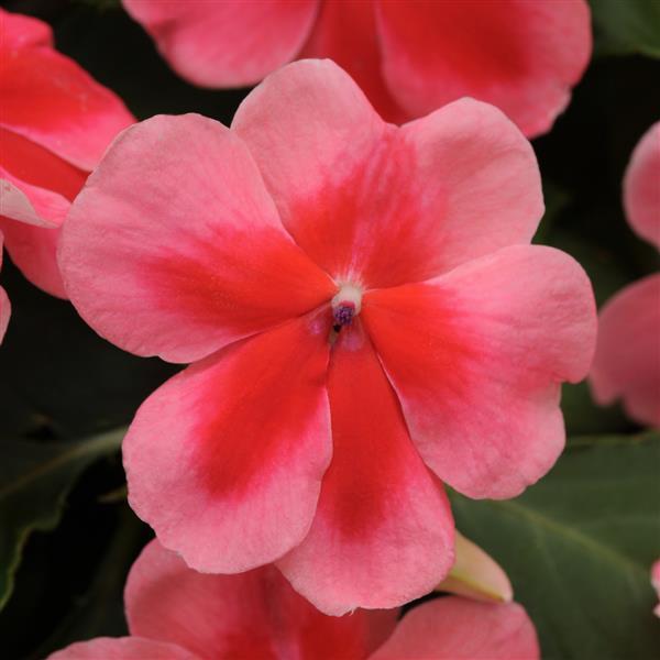 Patchwork™ Pink Shades Bloom