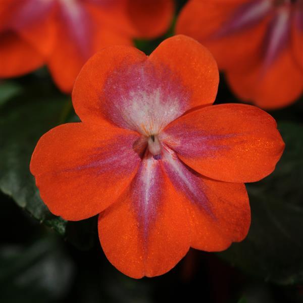 Patchwork™ Cosmic Orange Bloom