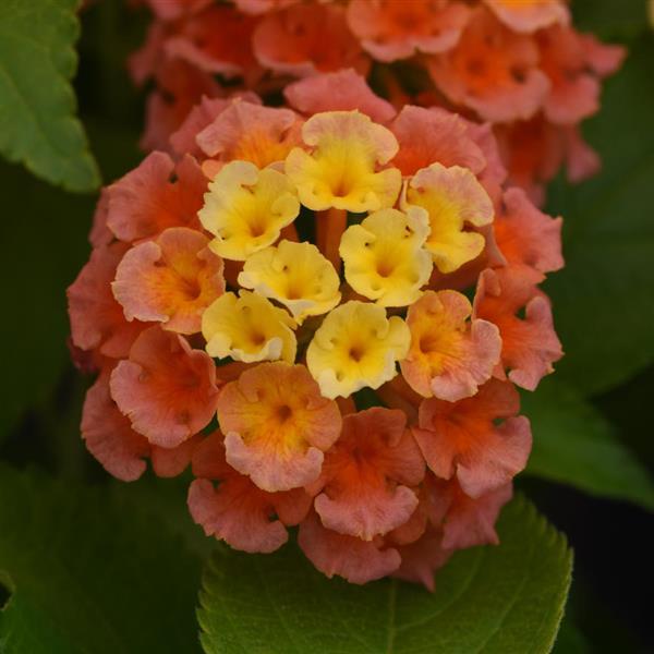 Bloomify™ Mango Bloom