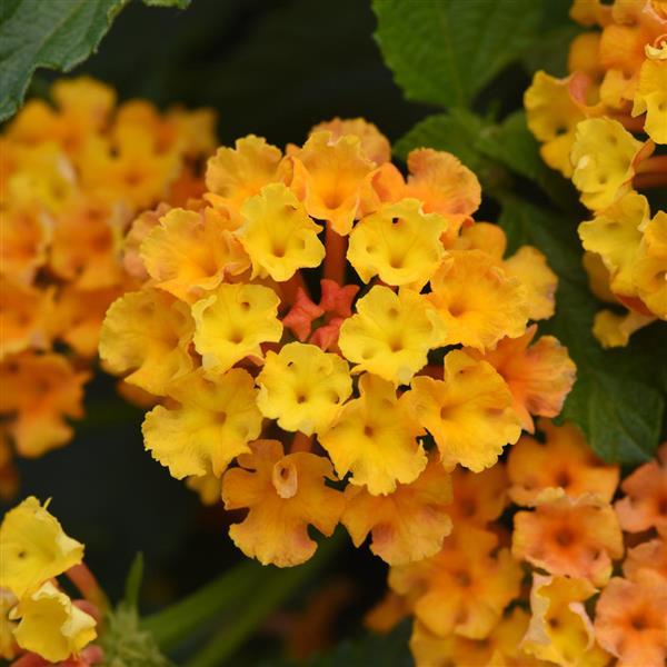 Bloomify™ Orange Bloom