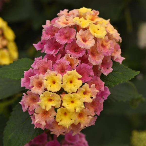 Bloomify™ Pink Bloom