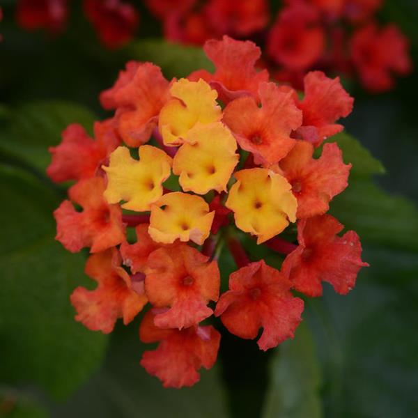 Bloomify™ Red Bloom