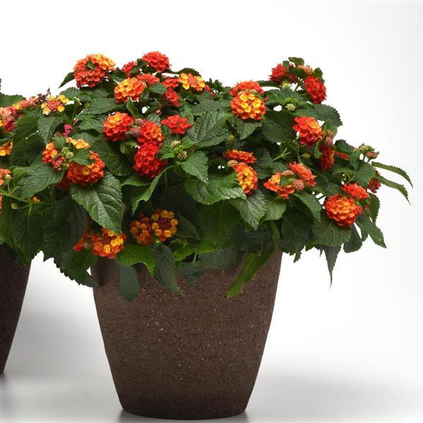 Bloomify™ Red Container