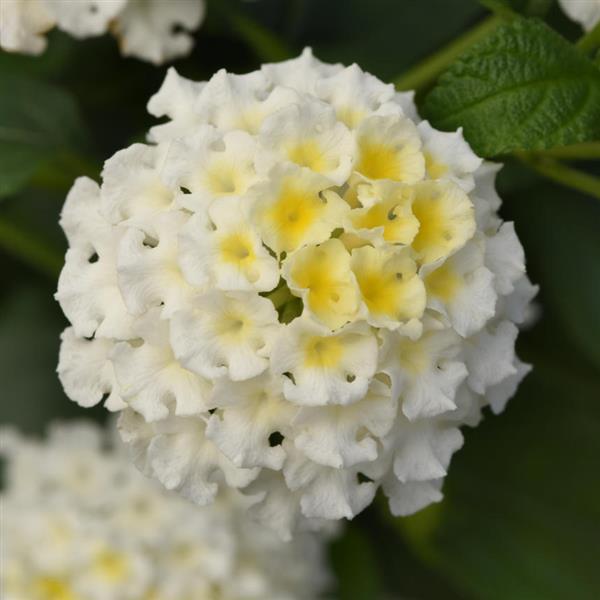 Bloomify™ White Bloom