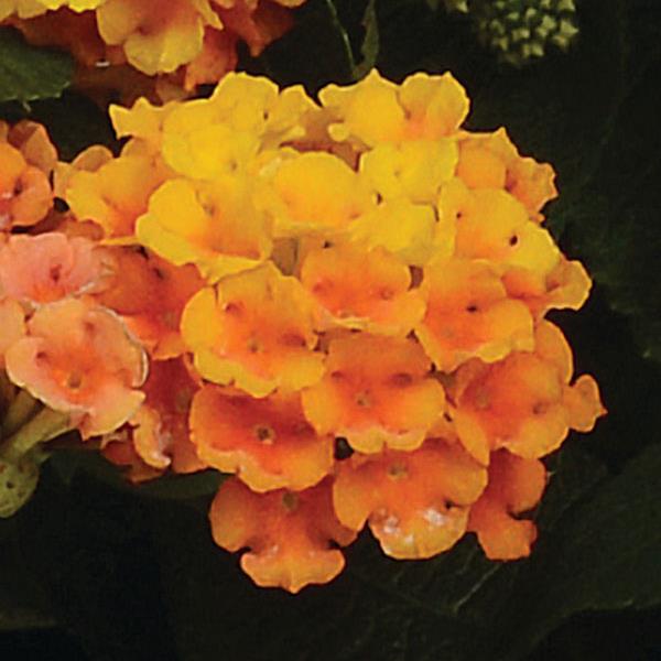 Little Lucky™ Orange Bloom
