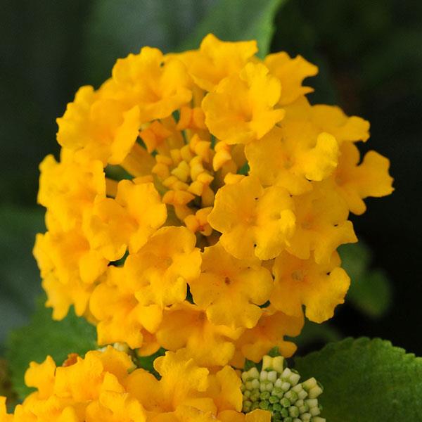 Little Lucky™ Pot Of Gold Bloom