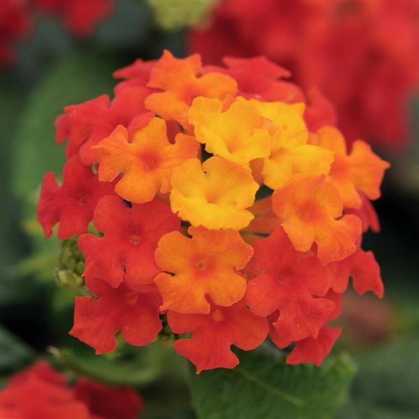 Little Lucky™ Red Bloom