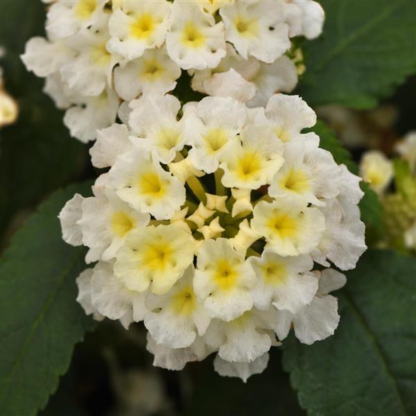 Little Lucky™ White Bloom