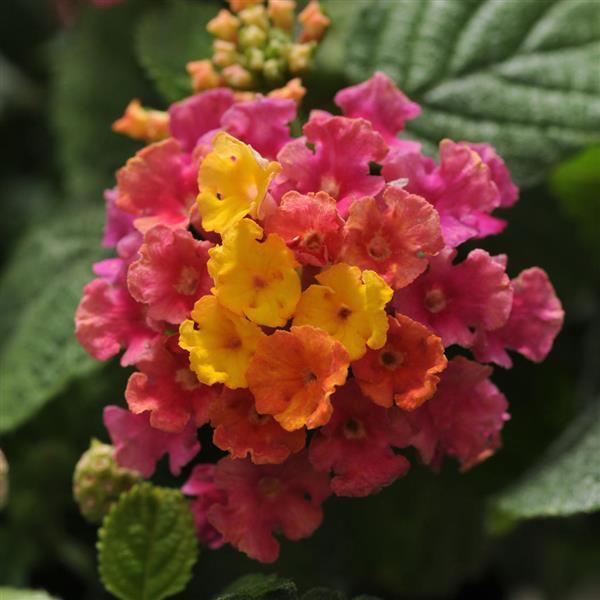 Little Lucky™ Hot Pink Bloom