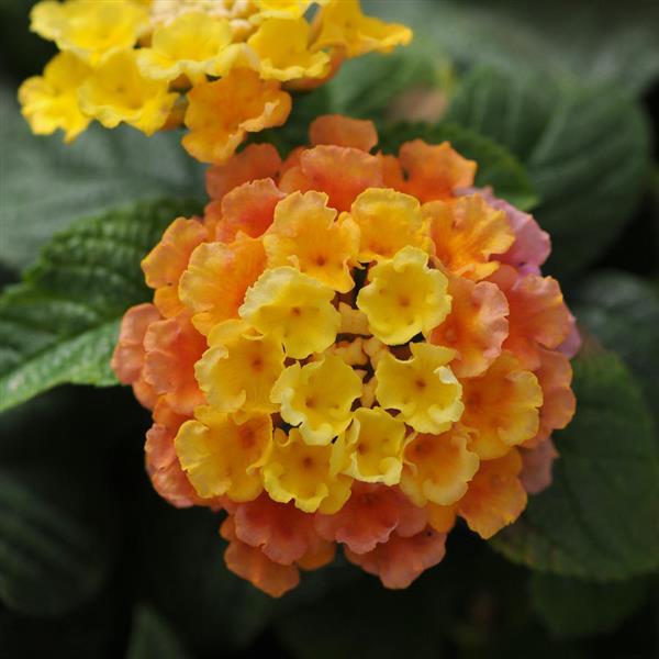 Little Lucky™ Peach Glow Bloom