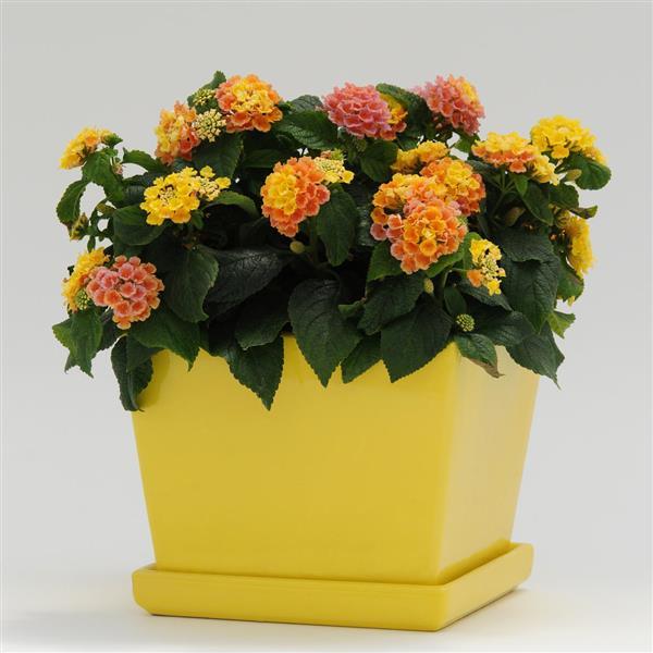 Little Lucky™ Peach Glow Container