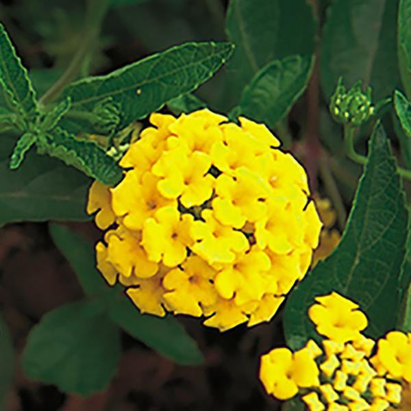 Lantana New Gold Bloom