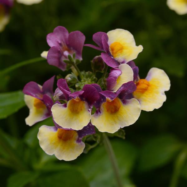 SunGlow™ Yellow Bicolor Bloom