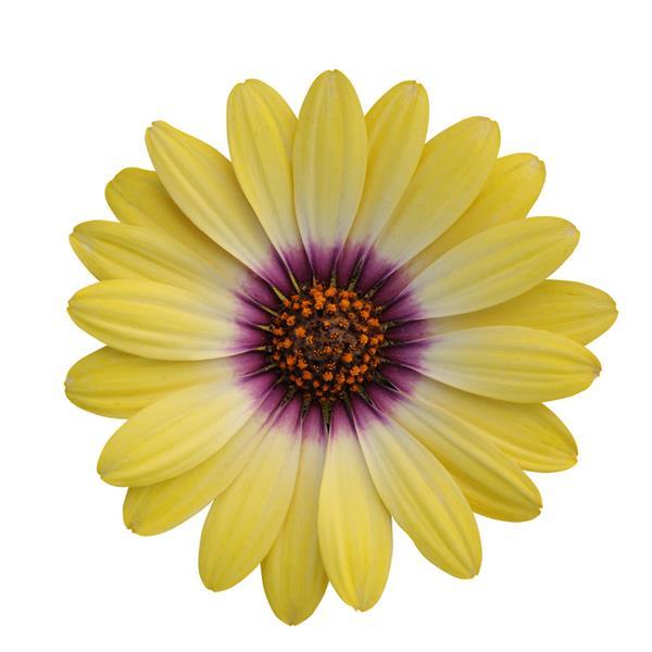Osteospermum Blue Eyed Beauty Bloom