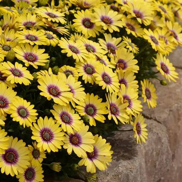 Osteospermum Blue Eyed Beauty Landscape