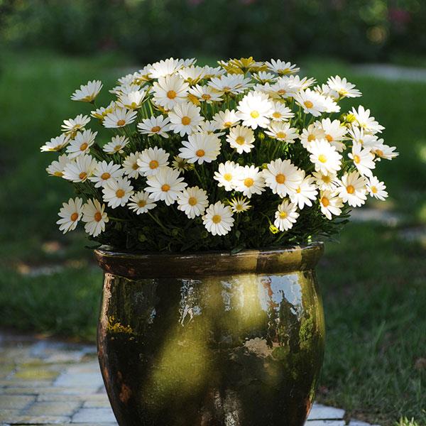 Osteospermum Voltage™ White Container