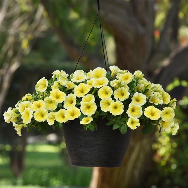 Petunia Bee's Knees Basket