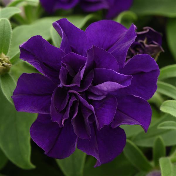 Vogue™ Blue Bloom