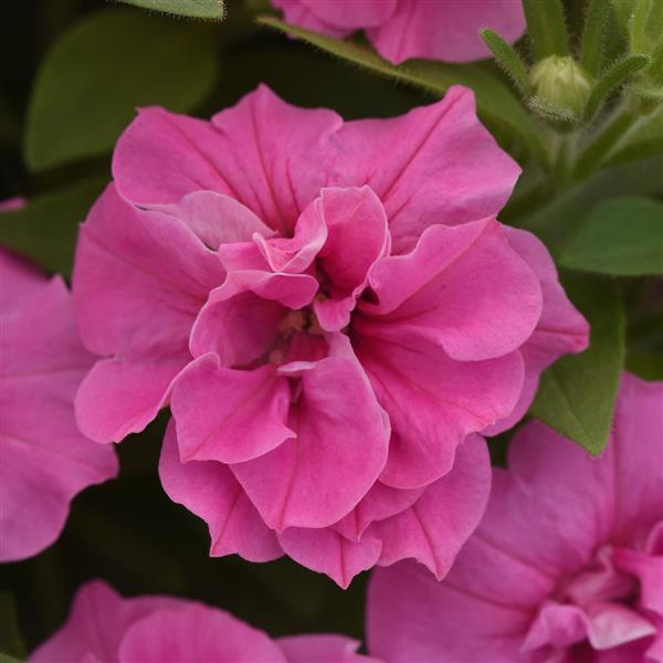 Vogue™ Pink Bloom