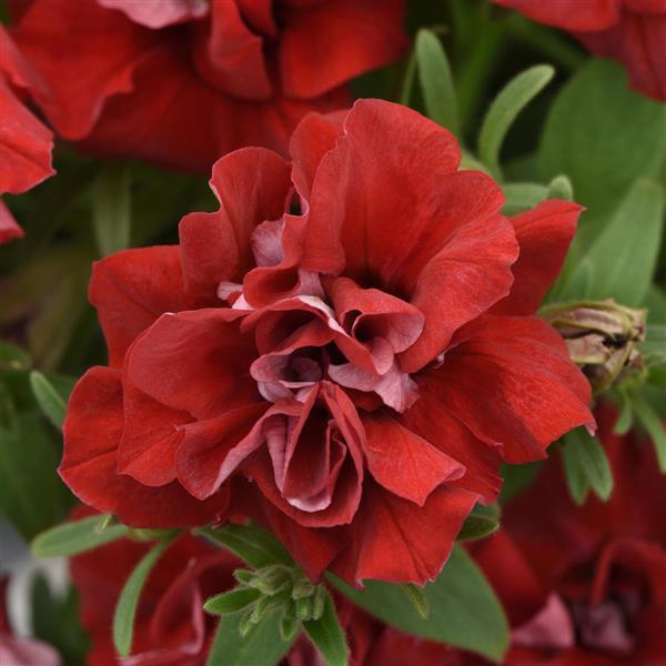 Vogue™ Red Bloom