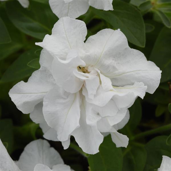Vogue™ White Bloom