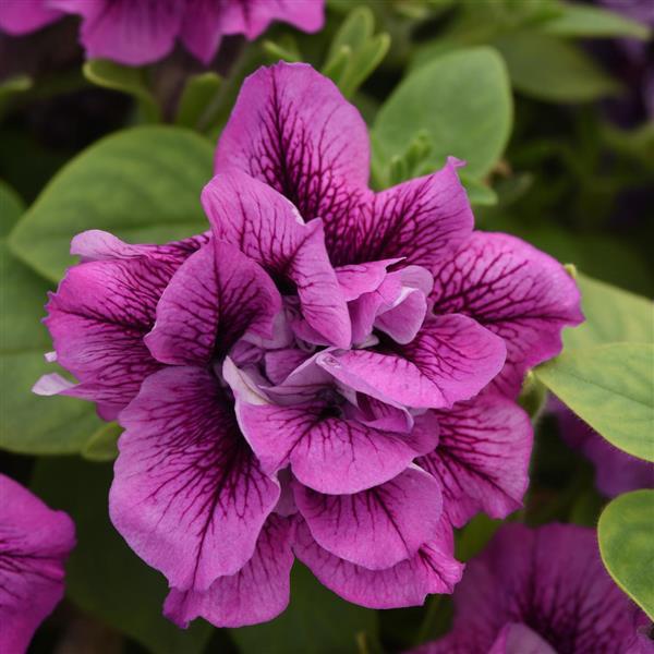 Vogue™ Lavender Vein Bloom