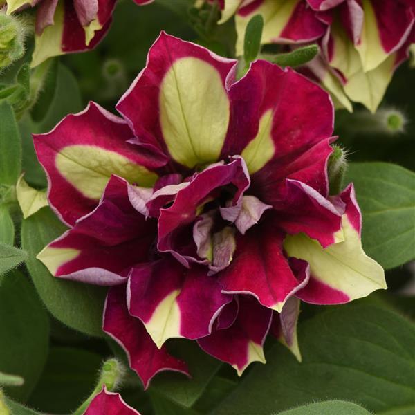 Vogue™ Lemon Berry Bloom