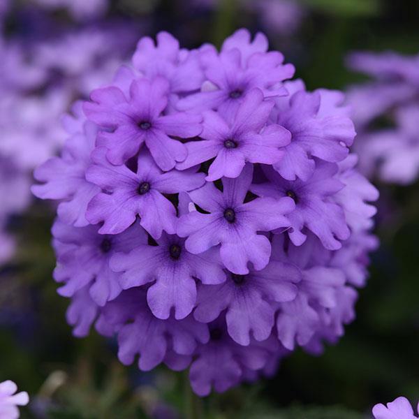 EnduraScape™ Blue Bloom