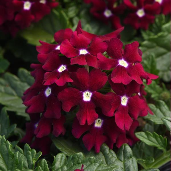 EnduraScape™ Burgundy Bloom