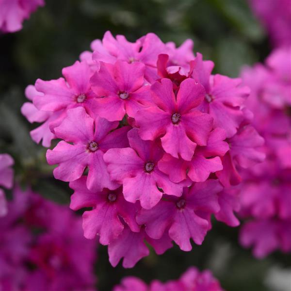 EnduraScape™ Magenta Bloom