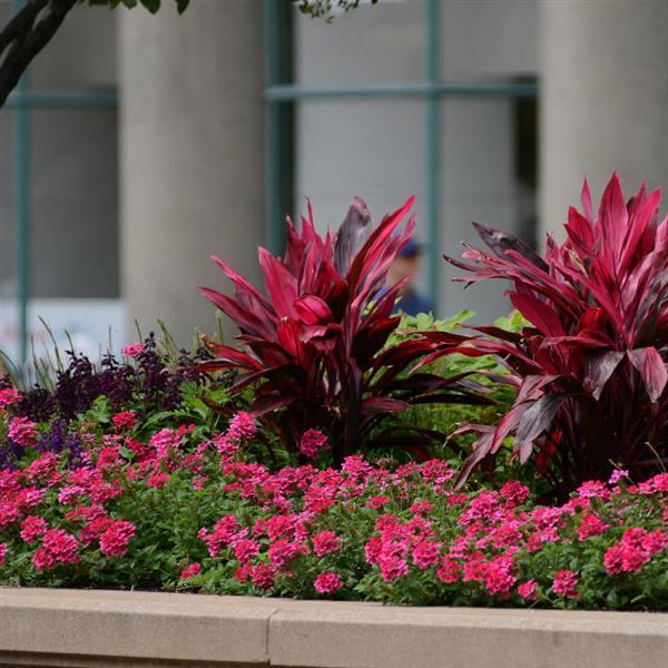 EnduraScape™ Magenta Commercial Landscape 1