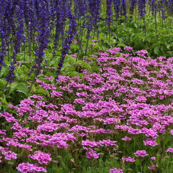 EnduraScape™ Pink Bicolor Commercial Landscape 1