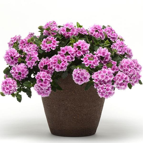 EnduraScape™ Pink Bicolor Container