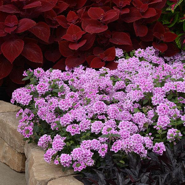 EnduraScape™ Pink Bicolor Landscape