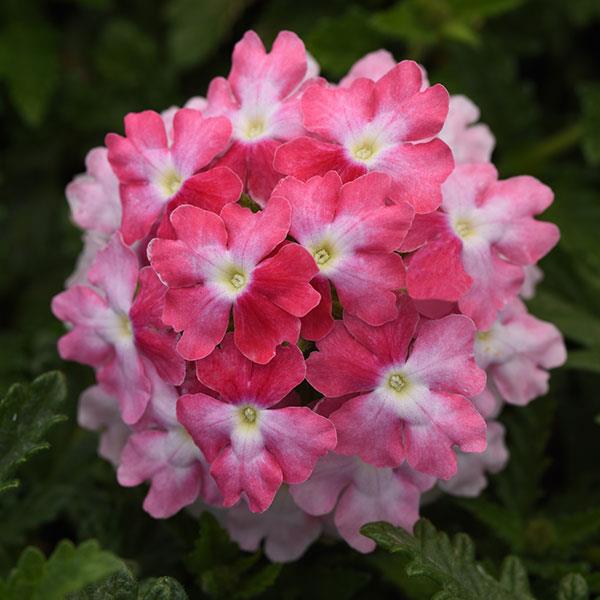 EnduraScape™ Pink Fizz Bloom
