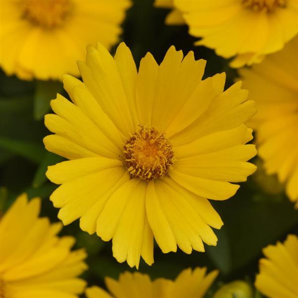 UpTick™ Gold Bloom