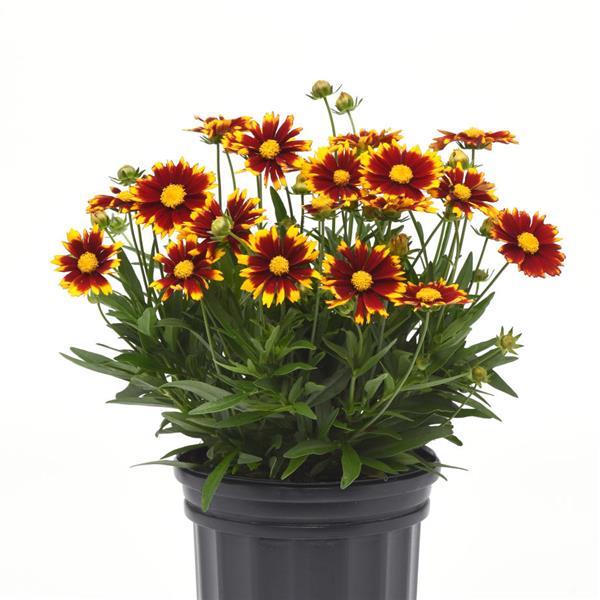 UpTick™ Red Container
