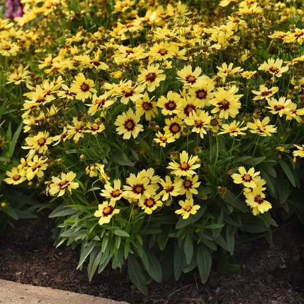 UpTick™ Yellow & Red Commercial Landscape 1