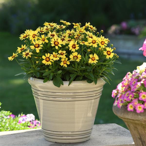 UpTick™ Yellow & Red Container