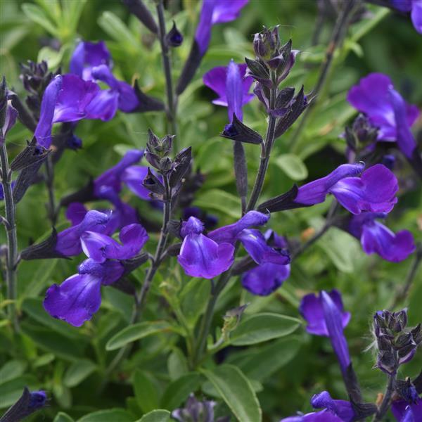 Mirage™ Blue Bloom