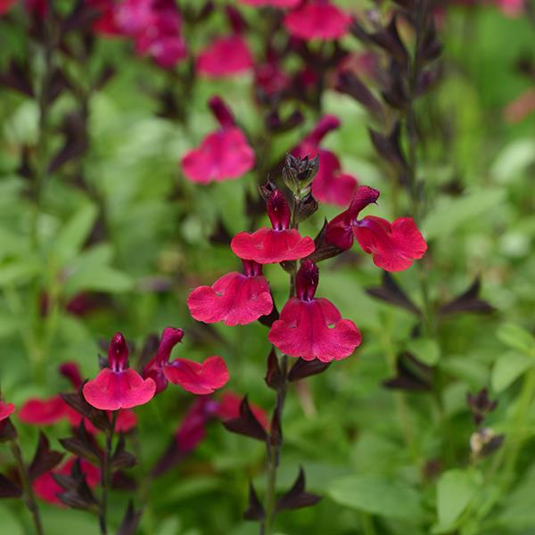 Mirage™ Burgundy Bloom