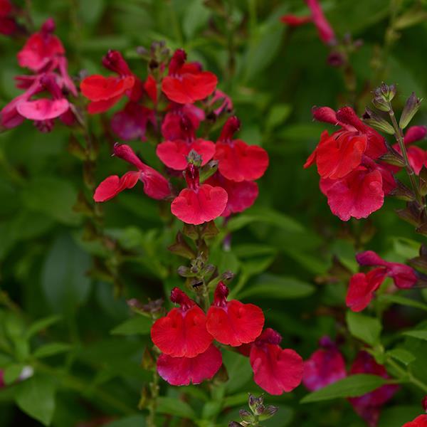 Mirage™ Cherry Red Bloom