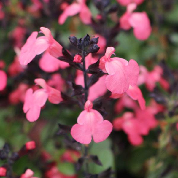 Mirage™ Salmon Bloom